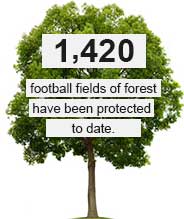 1420 football fields of forest have been protected to date.