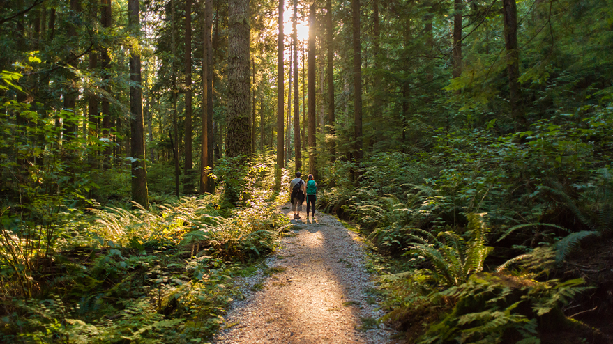two backpackers on a forest trail stand in sunlight beaming through trees