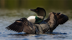 From Common Loons to turtles and butterflies, meet six animals to celebrate this Earth Day