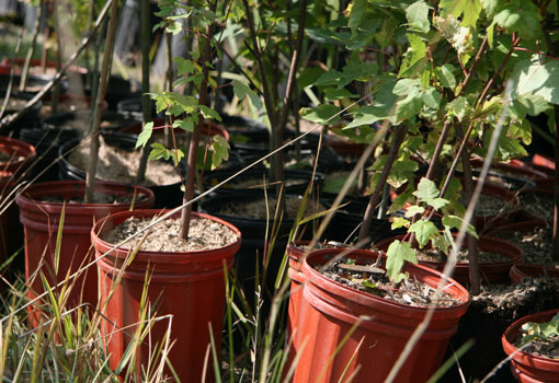 Photo of tree saplings