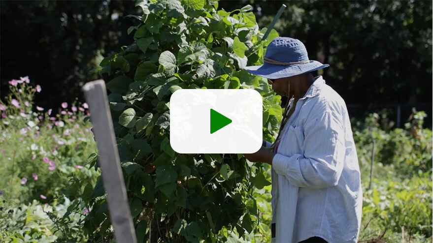 Play a video to learn about the importance of Community Grown in revitalizing urban spaces.